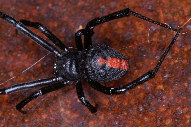 Latrodectus_hasselti_D3460_Z_84_Karinji NP_Australie.jpg